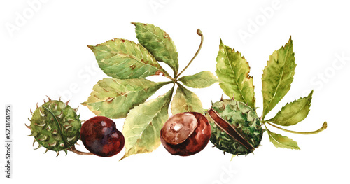 Autumn fallen chestnut leaves, brown chestnut seeds, round green spiky fruits in peel. autumn still life. Hand-drawn watercolor illustration on white background for cards, print, banner, packaging.