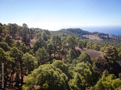 Drone flight over the beautiful lush green pine forest on El Hierro  el pinar