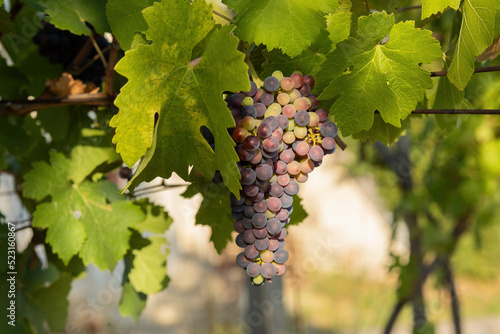 Bunch of red grapes in a vineyard on a sunny day.Summer season.