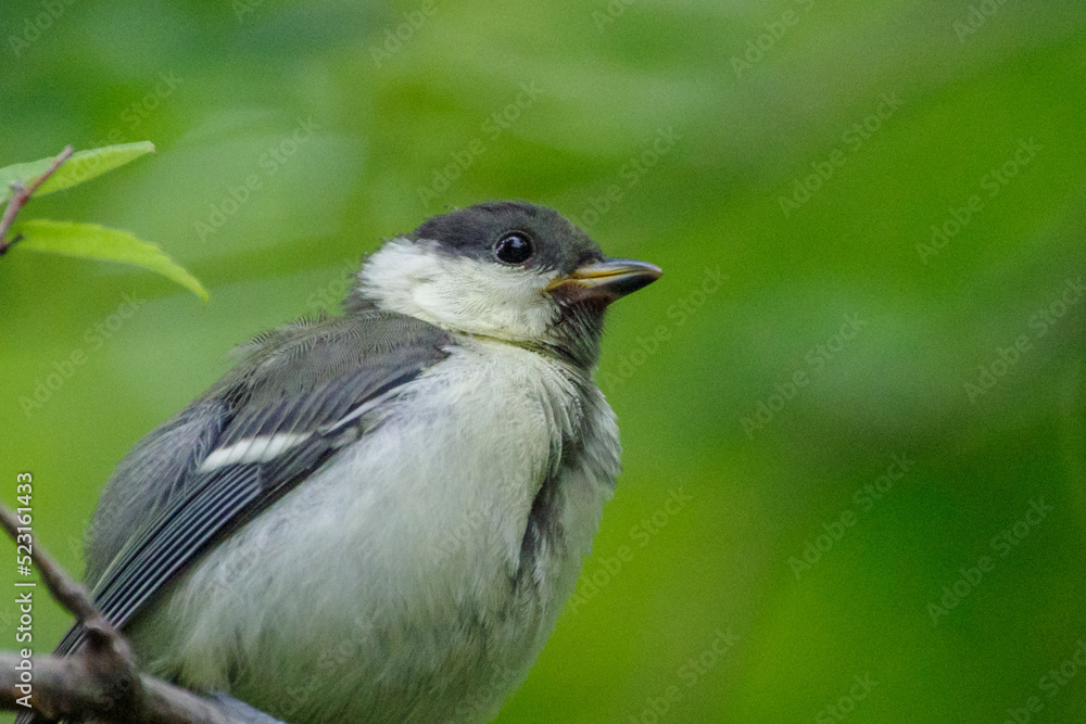 Obraz premium 幼いシジュウカラが枝にとまっている