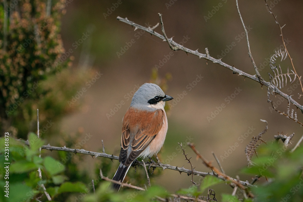 Red-backed Shrike (Lanius collurio) perched on a branch Red-backed Shrike (Lanius collurio) perched on a branch