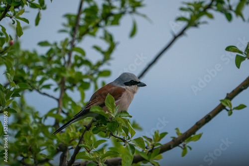 Red-backed Shrike (Lanius collurio) perched on a branch