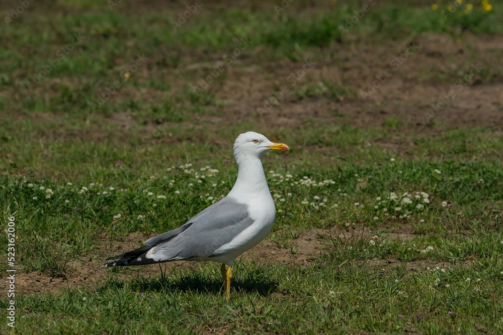 Yellow-legged Gull (Larus michahellis) perched on grass