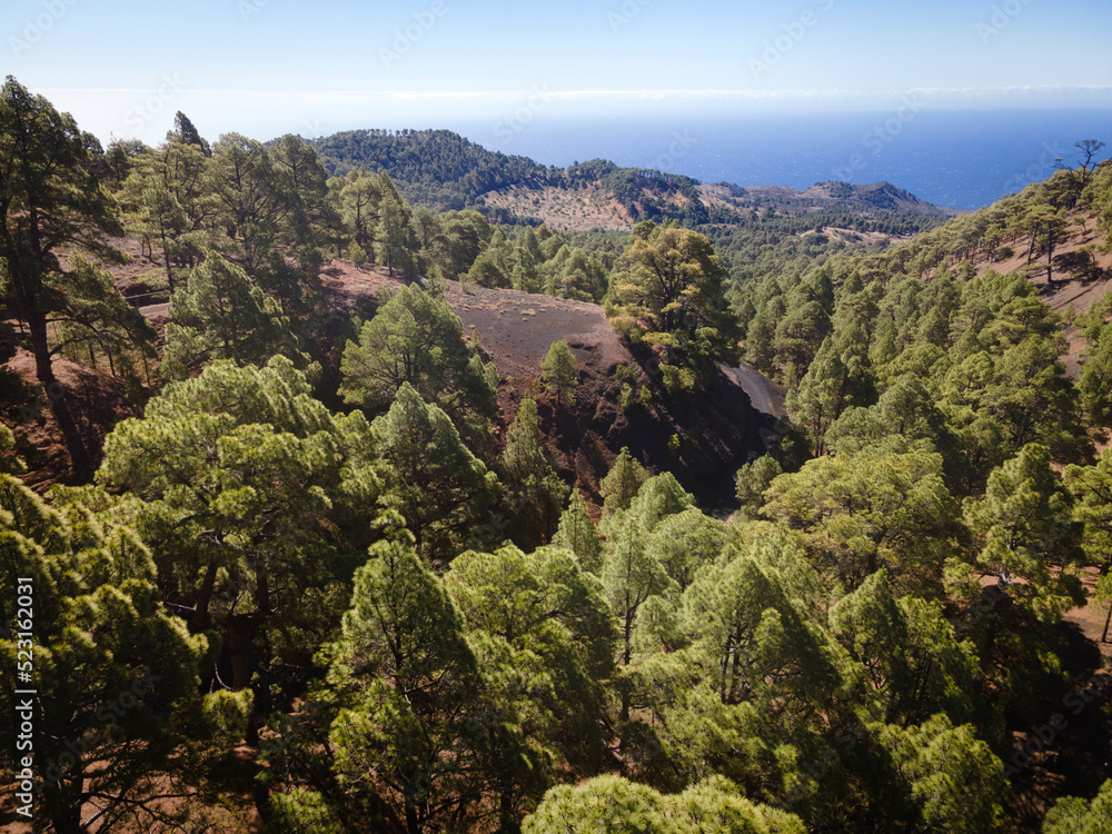 Fototapeta premium Drone flight over the beautiful lush green pine forest on El Hierro, el pinar
