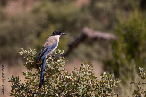 pie bleue photo