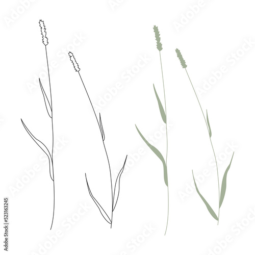 Vector illustration of herbs isolated on white background. © superpolis