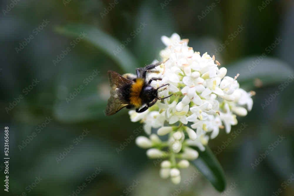 Nahaufnahme einer Hummel auf Jasminblüte