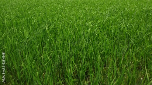 Rice Paddy Agriculture Field in Vercelli Piedmont
