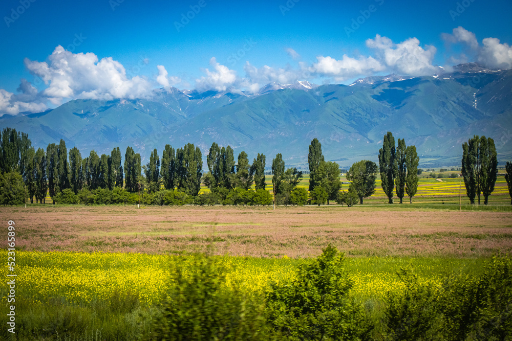 shore of issyk kul lake, kyrgyzstan, central asia, mountains in background, blooming canola, 