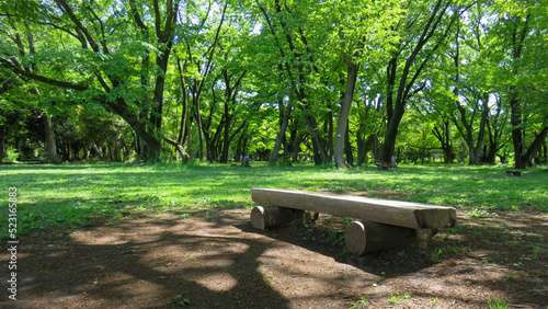 Fototapeta Naklejka Na Ścianę i Meble -  ベンチと緑の森林公園, 日本, 公園, のどか, 　癒やしのイメージ, 　背景素材, 　リラクゼーション, 緑風景, 森林, 