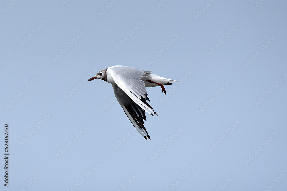 Obraz premium Möwe im Flug an der Küste