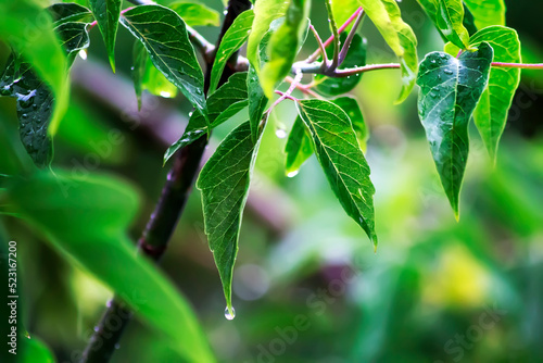 Rainy day, drops on green leaves