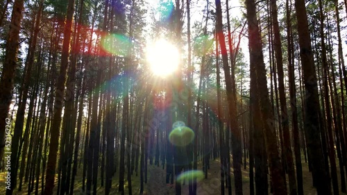 Sunlight in the Oleshky forest. Ukraine before the war. Cinematic drone flight photo