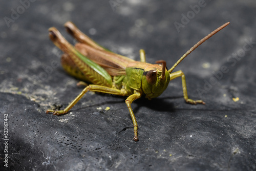 Grasshopper on the Ground