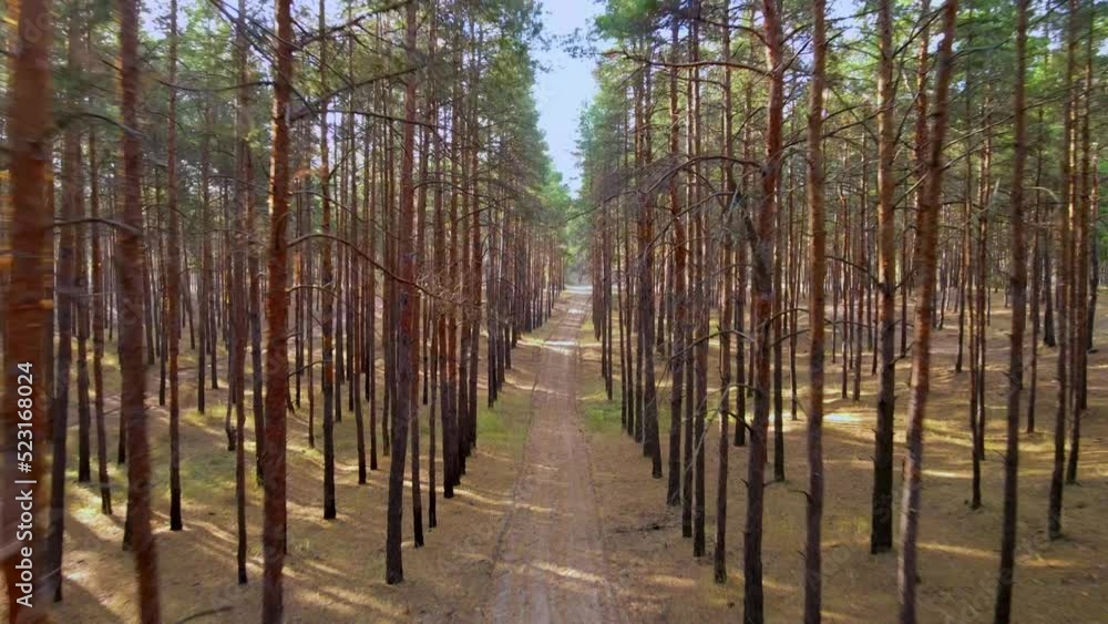Drone cinematic flight in Oleshky forest near Kherson Drone cinematic flight in Oleshky forest near Kherson