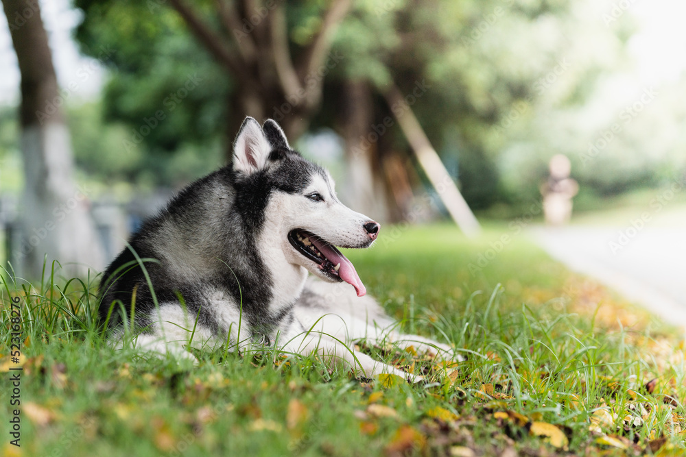 happy Siberian husky dog is sitting on the grass. happy Siberian husky dog is sitting on the grass.