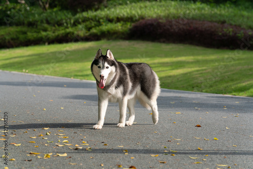 Siberian husky dog walking on the road outdoors..