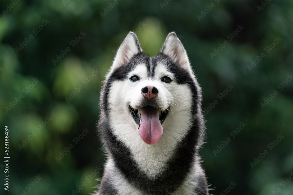 happy Siberian husky dog is grinning outdoors. happy Siberian husky dog is grinning outdoors.
