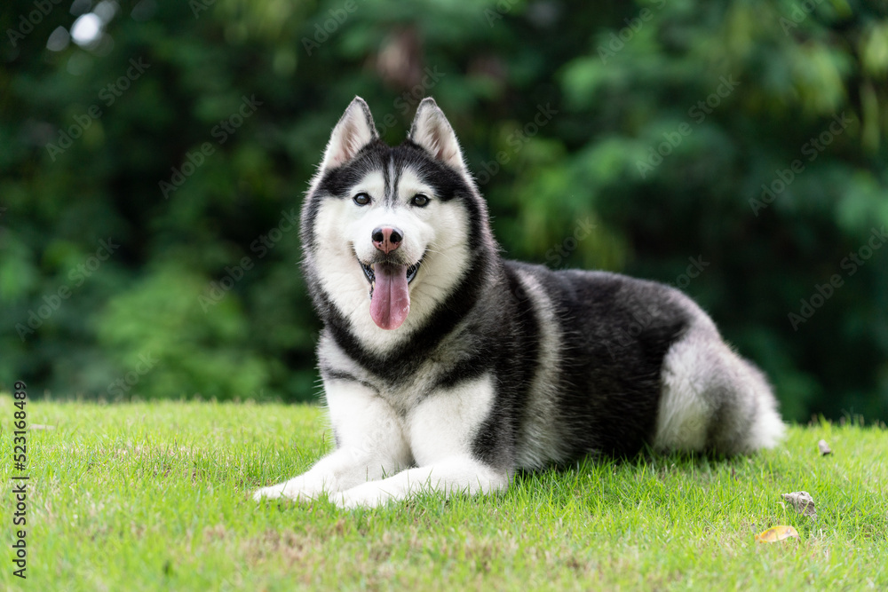 happy Siberian husky dog is grinning outdoors, green nature background.