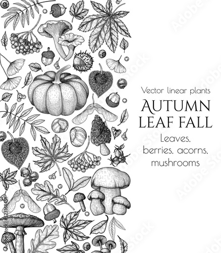 Vector banner template autumn in engraving style. Oak leaf, acorns, berries, maple leaves, ginkgo, mushrooms, chestnut, physalis, wild rose, mountain ash