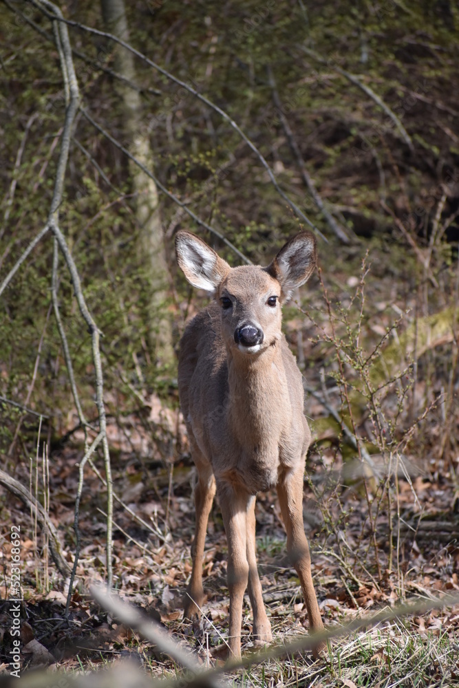 Fototapeta premium deer