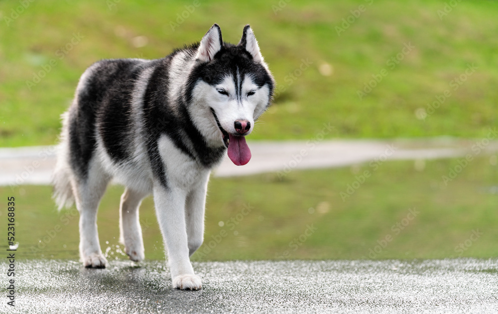 Siberian husky dog is walking through a puddle outdoors Siberian husky dog is walking through a puddle outdoors