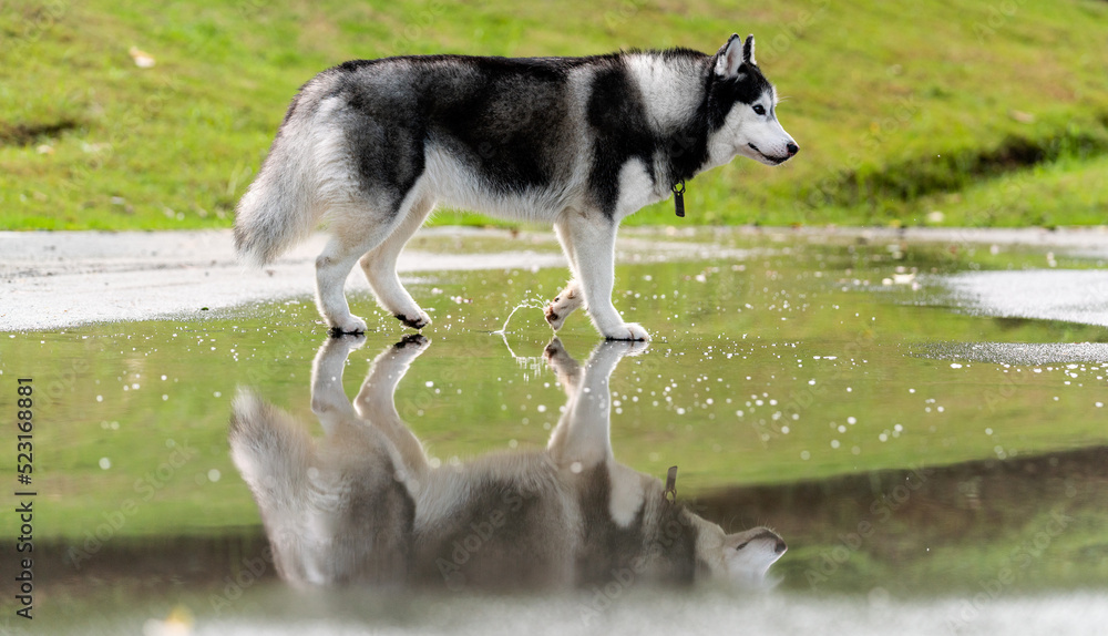 Siberian husky dog is walking through a puddle outdoors 