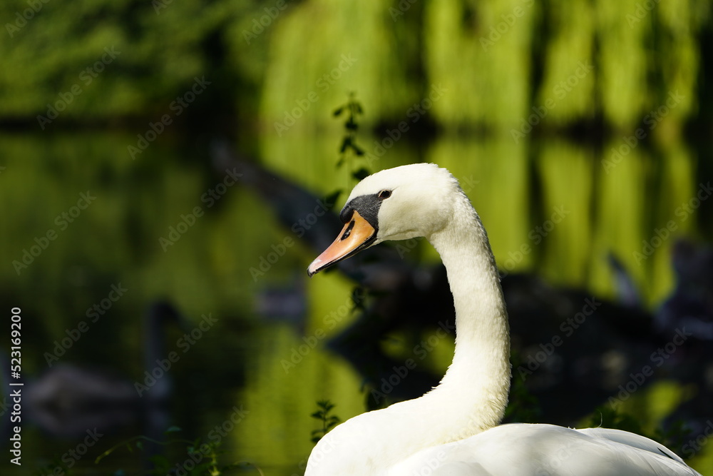Fototapeta premium Mute swan (Cygnus olor) Anatidae family.