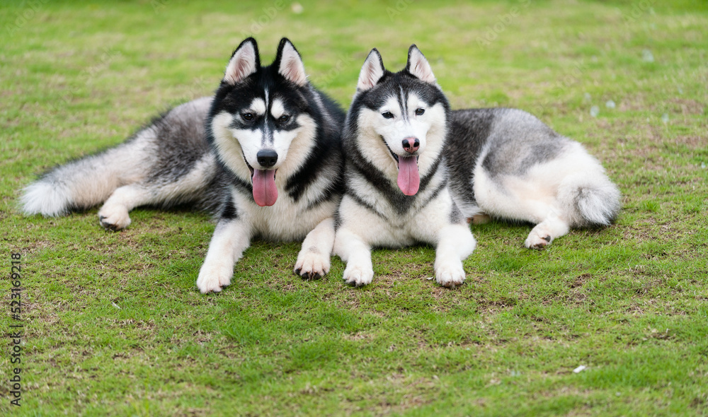 Cute husky dogs are staying together on the grass. Playful puppies outdoors. Cute husky dogs are staying together on the grass. Playful puppies outdoors.