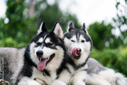 Cute husky dogs are staying together on the grass. Playful puppies outdoors.