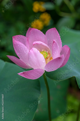 Dwarf Lotus flower 'Akari' growing outdoors in a water bowl, in the rain.