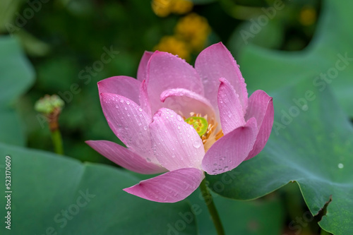 Dwarf Lotus flower 'Akari' growing outdoors in a water bowl, in the rain.
