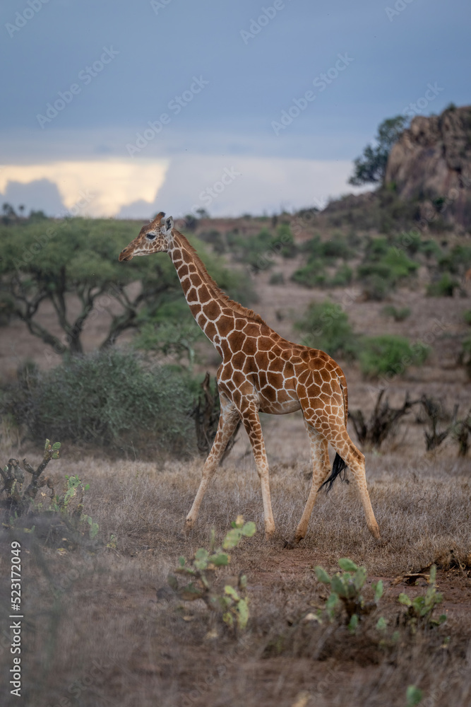 Fototapeta premium Reticulated giraffe crosses savannah through cactus patch