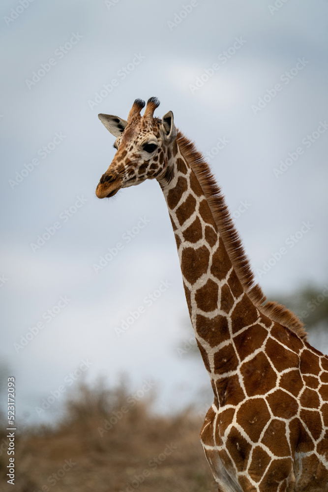 Close-up of reticulated giraffe with head turned Close-up of reticulated giraffe with head turned