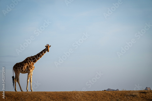 Reticulated giraffe stands on bank watching camera