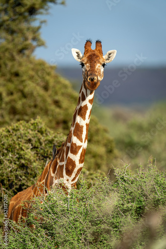 Photography Reticulated giraffe stands in bushes watching camera