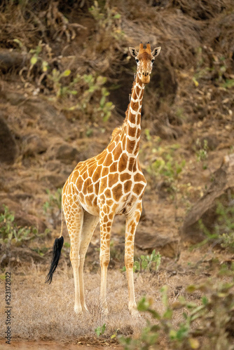 Reticulated giraffe stands eyeing camera near kopje