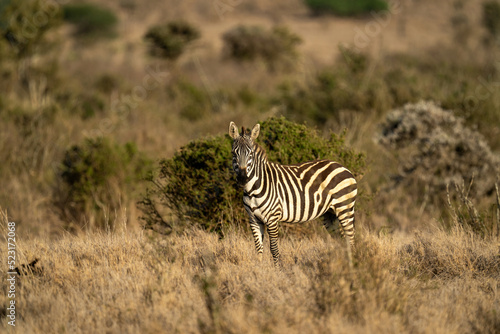 Plains zebra stands watching camera on savannah
