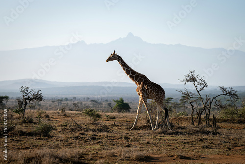 Reticulated giraffe crosses savannah near Mount Kenya