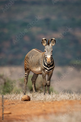 Fototapeta Naklejka Na Ścianę i Meble -  Grevy zebra stands on horizon eyeing camera
