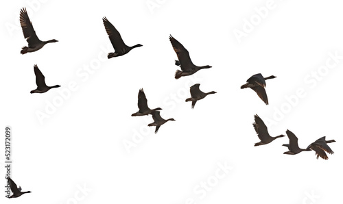Isolated images of flying wild geese in various poses on a white background. Bird Flock Constructor
