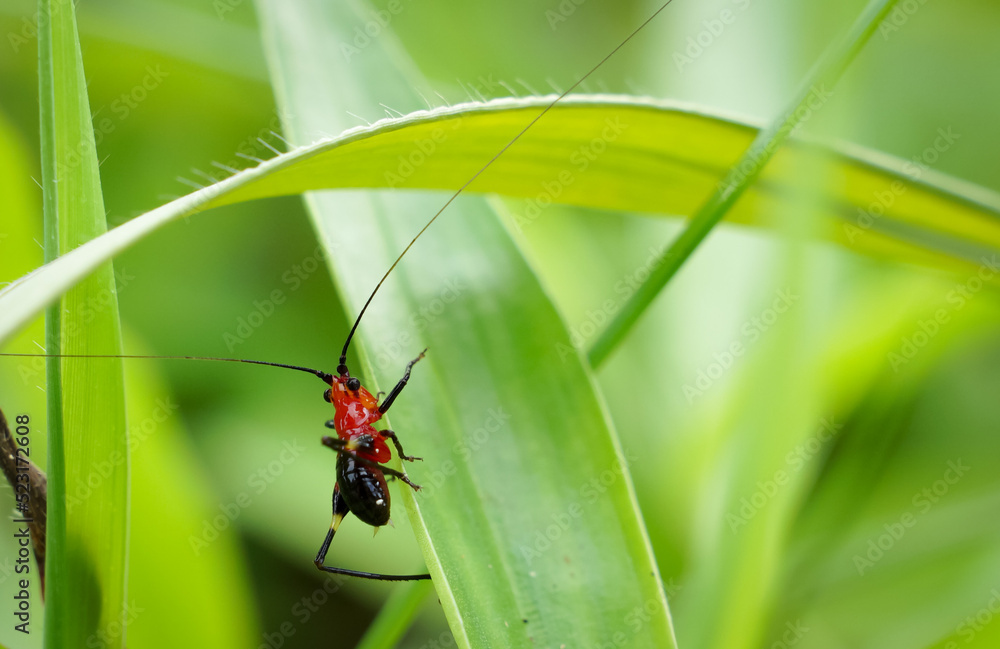 Fototapeta premium A small insect that forages on green grass in the evening.