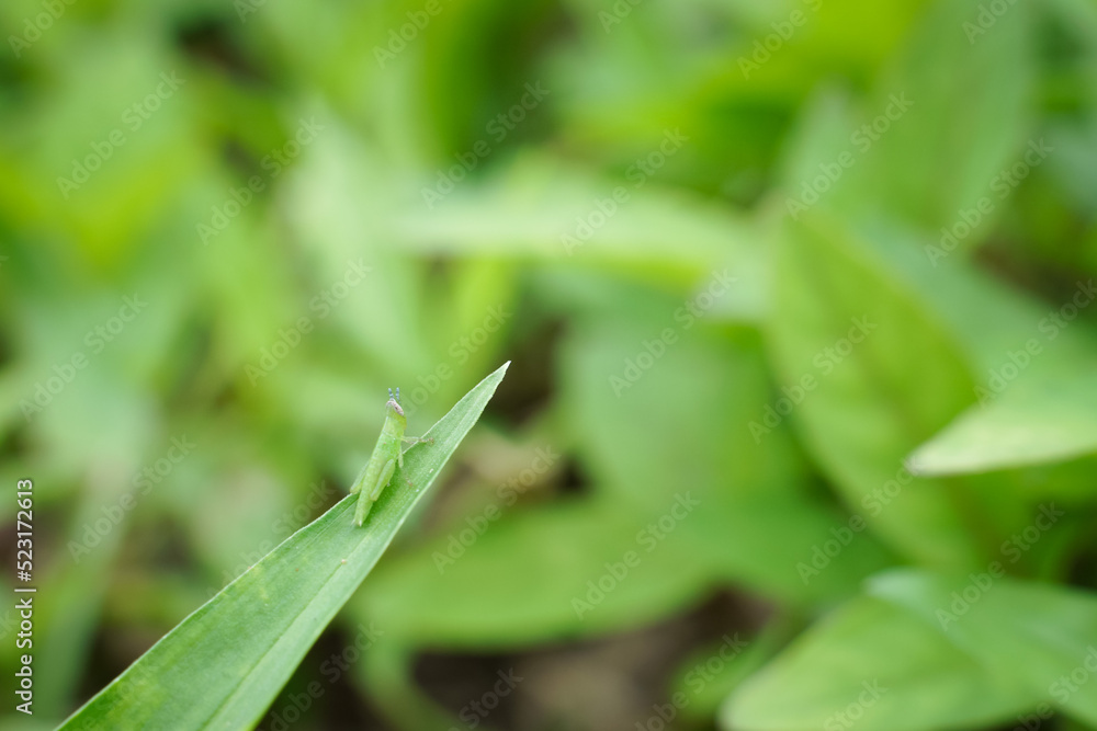 A small insect that forages on green grass in the evening. A small insect that forages on green grass in the evening.