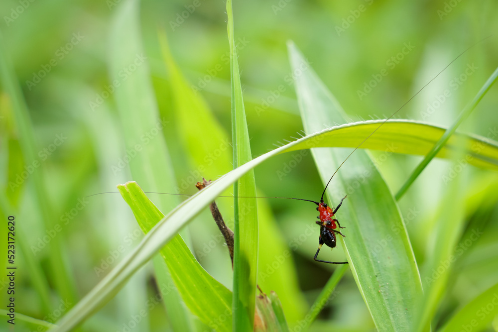 A small insect that forages on green grass in the evening. A small insect that forages on green grass in the evening.