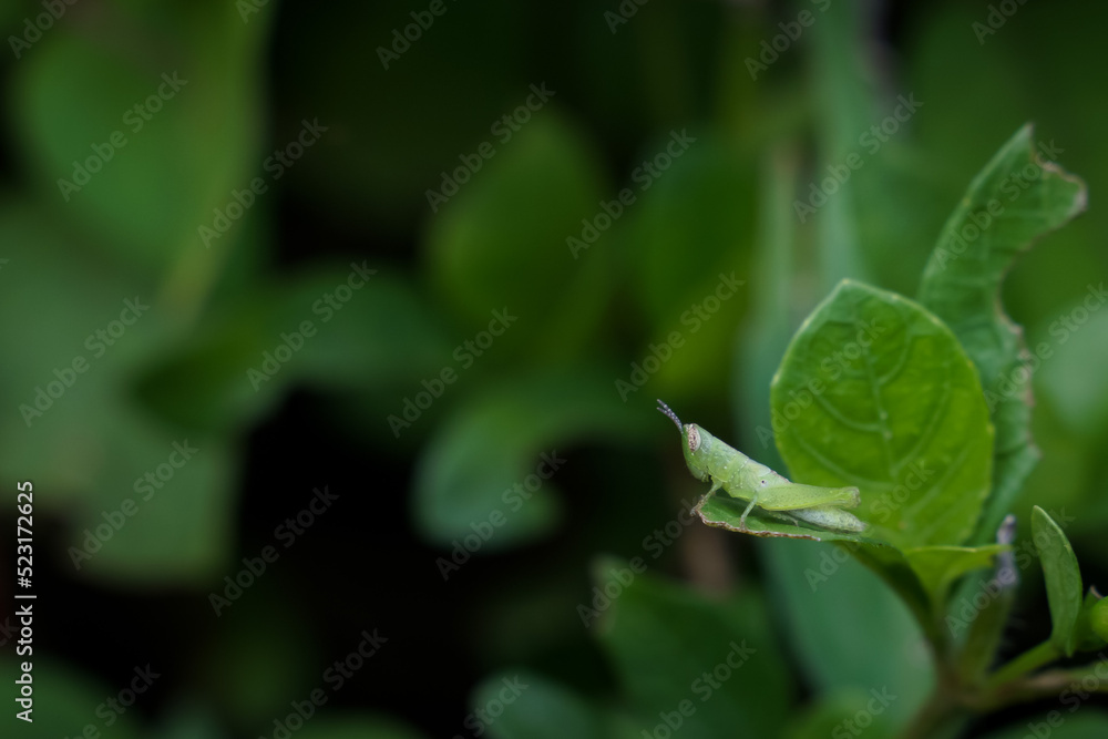 A small insect that forages on green grass in the evening. A small insect that forages on green grass in the evening.