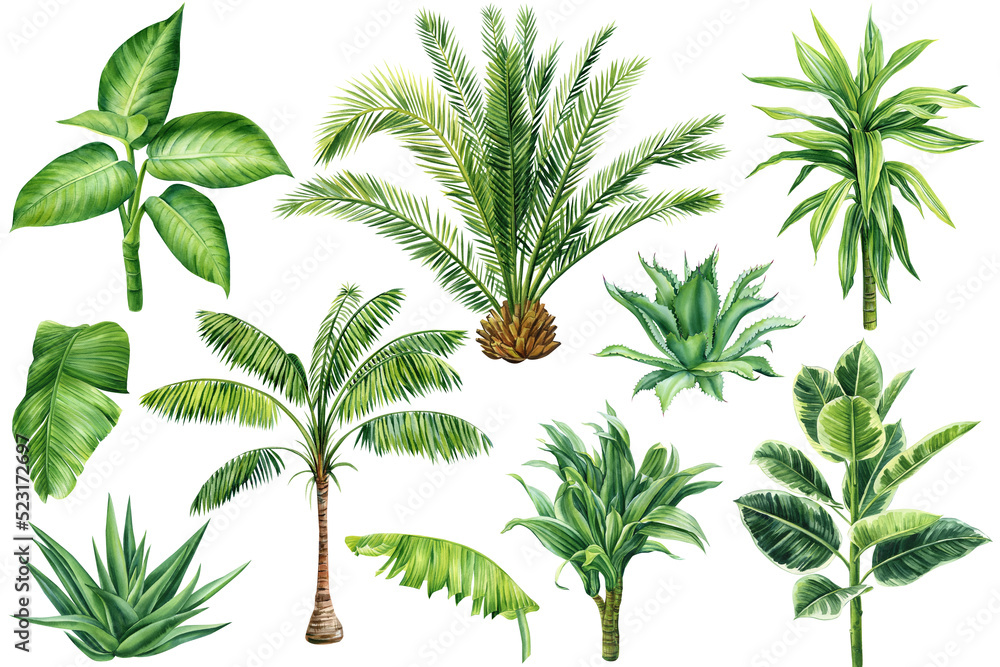 Tropical leaves set. Palms, Aloe, Dracaena and ficus. Tropical plant, isolated white background, Watercolor illustration