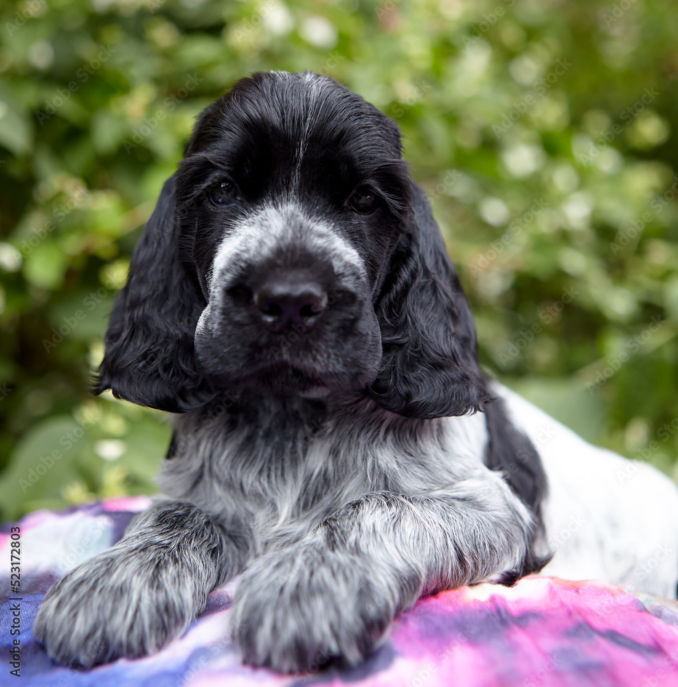 Portrait of an English Cocker spaniel puppy. The color is blue roan. The dog lies and looks into the frame. Age 1.5 months. The background is blurred.