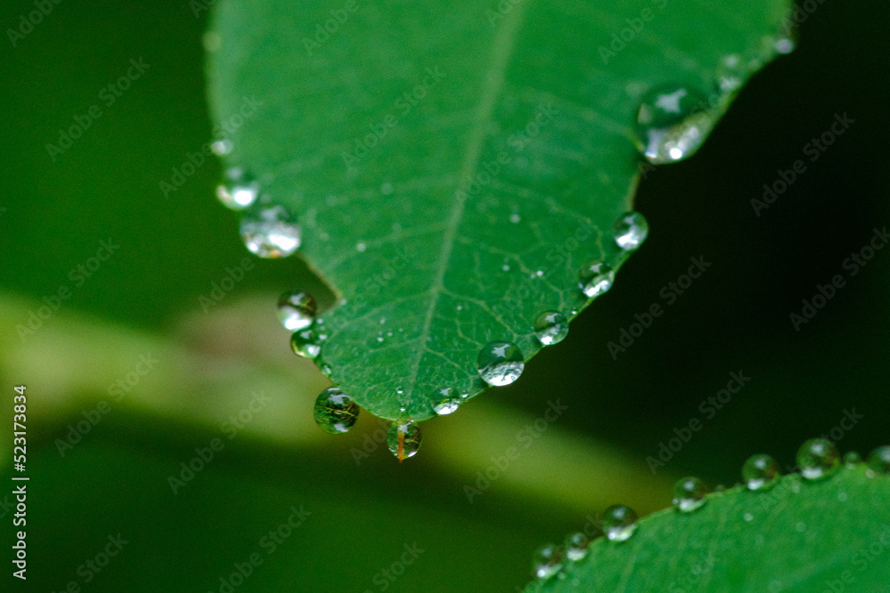 雨の日に葉っぱに水玉ができる 雨の日に葉っぱに水玉ができる