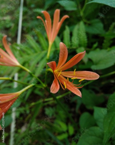 キツネノカミソリ