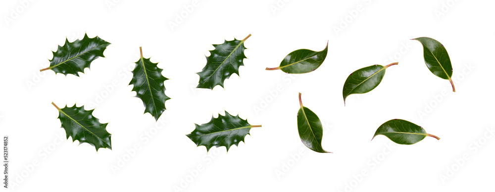A collection of smooth and spiky green holly leaves for Christmas decoration isolated against a transparent background.